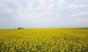 [原創(chuàng)]油菜花和山河壯美