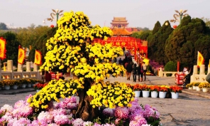 [原創(chuàng)]開(kāi)封市花---菊花