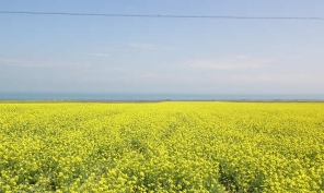 [原創(chuàng)]遍地盡現(xiàn)黃菜花